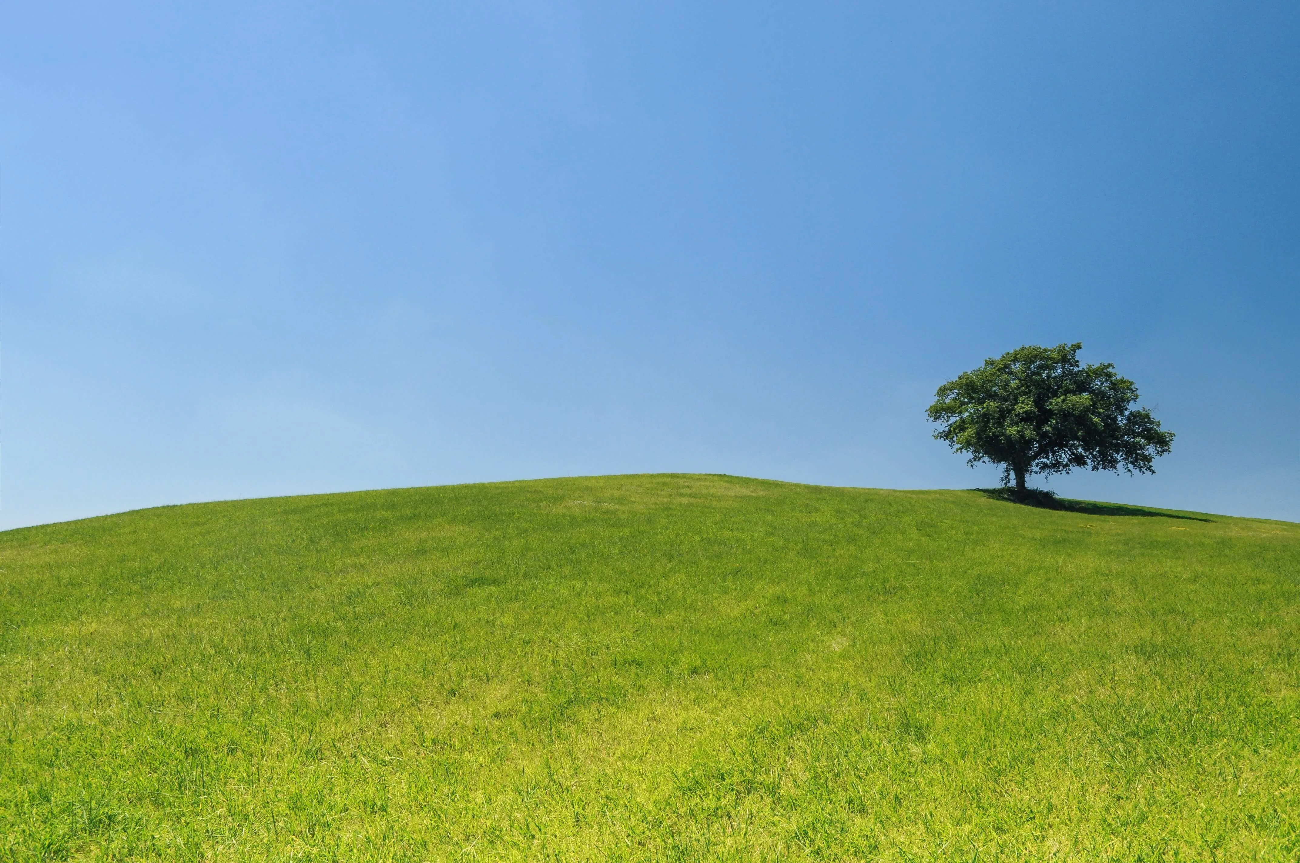 Purpose Driven Life