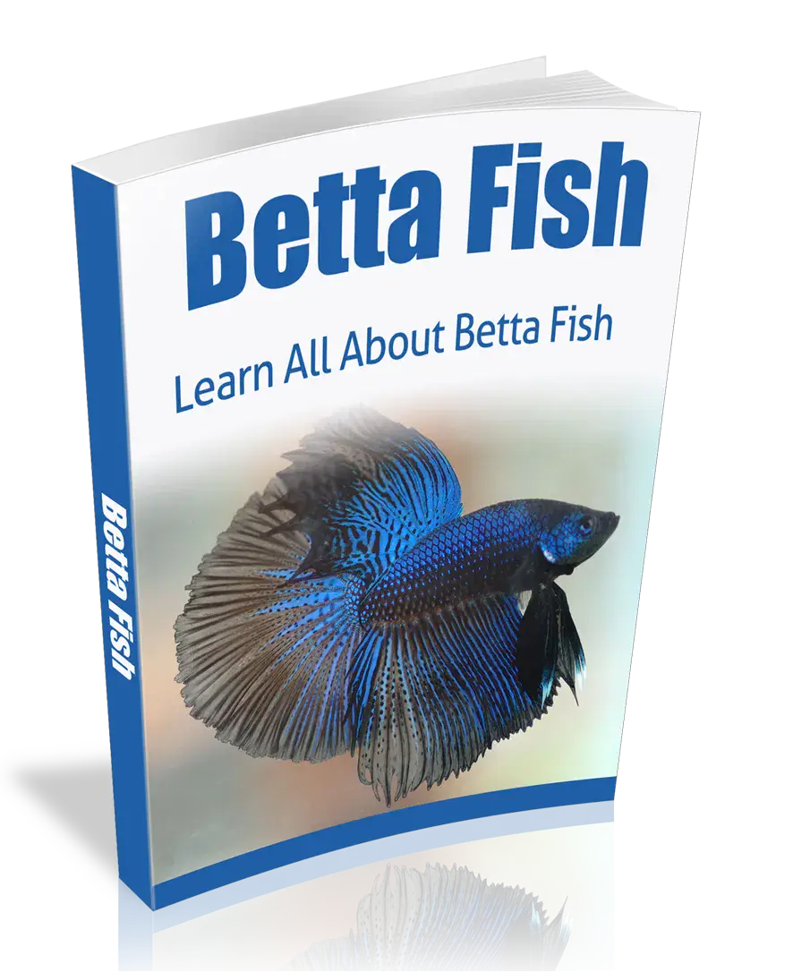 Betta Fish