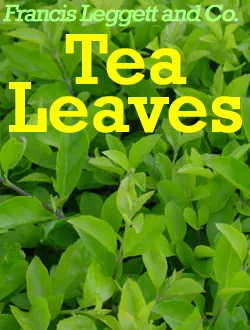 Tea Leaves